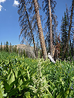 Corn lilies