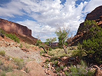 Cottonwood trees