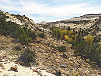 Trees along the streamway