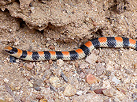 Western ground snake