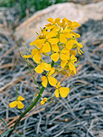 Yellow flowers