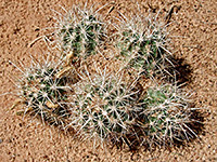 Sclerocactus parviflorus