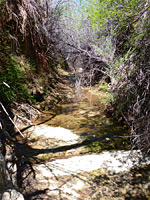 Bushes by the stream