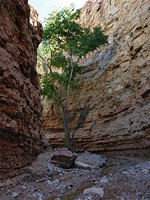 Tree in the narrows