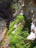 Overgrown stream