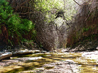 Bushy canyon