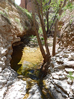 Pool and tree