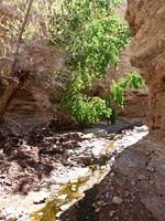 Cottonwood tree