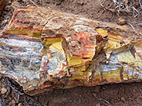 Yellow petrified wood