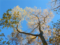 Cottonwood leaves