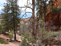 Trees in the canyon