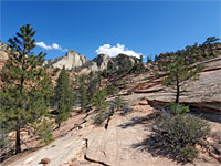 Small trees