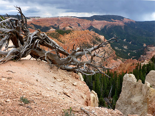 Dead tree above Adams Canyon, at the lower viewpoint