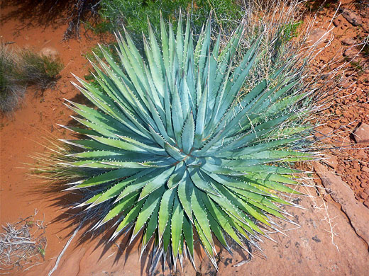 Bluish green leaves of Kaibab agave