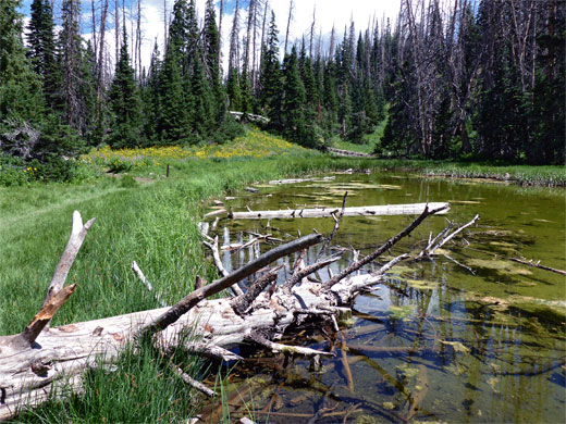 Fallen tree at the edge of Alpine Pond