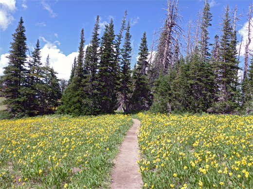 Alpine Pond Trail