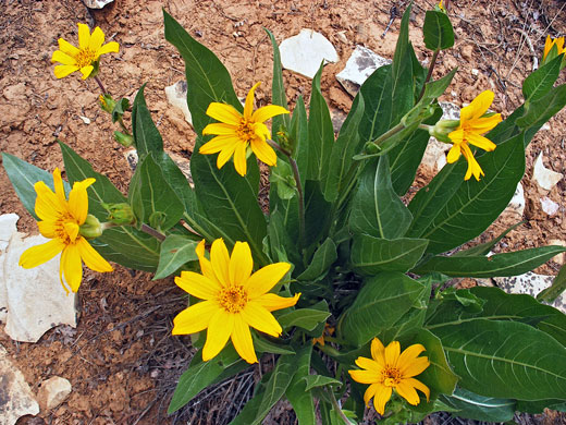 Mule's Ears; Yellow flowers and big green leaves - wyethia x magna along the East Rim Trail, Zion National Park, Utah