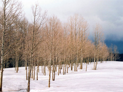 Aspen in the snow