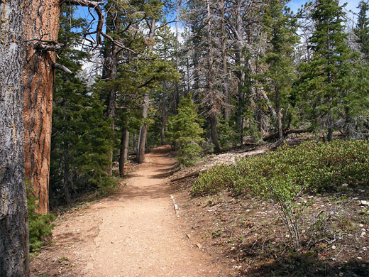 The Bristlecone Trail