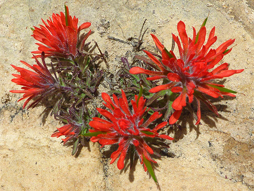 Rough Indian paintbrush