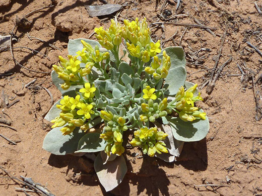 Small flowers, large leaves