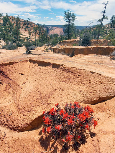 Indian paintbrush