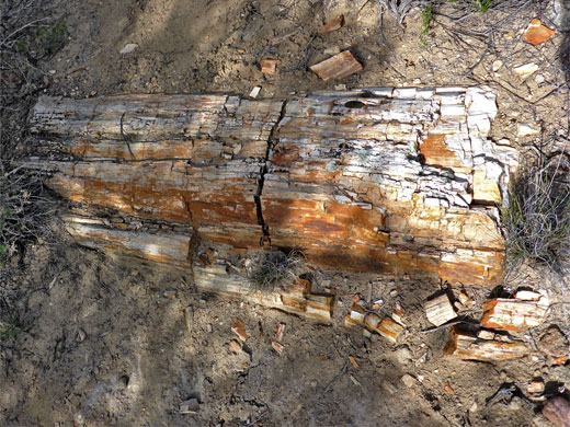 Petrified wood