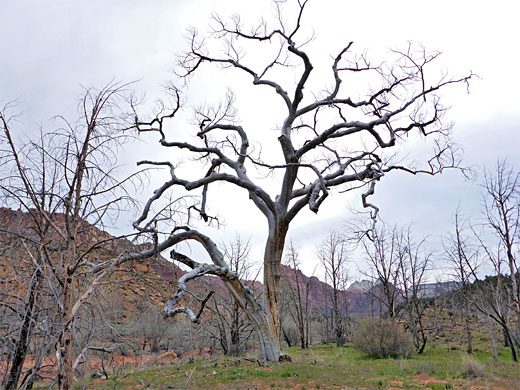Dead tree