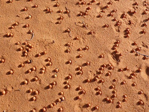 Seeds on pink sand