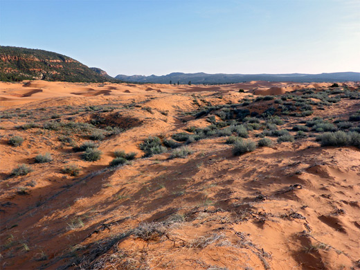 Shadows on the coral pink dunes