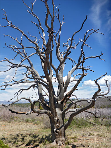 Dead tree