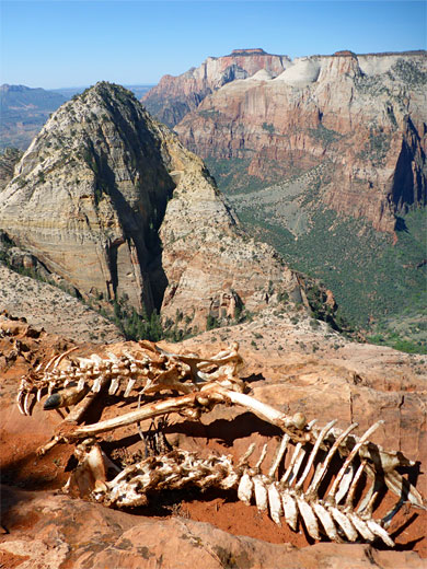 Deer skeleton