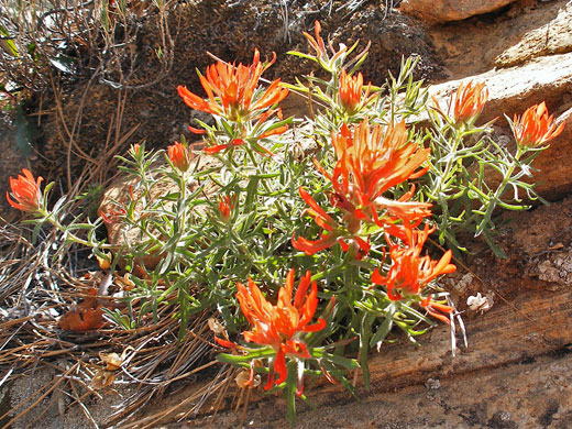 Rough Indian Paintbrush; Sun on castilleja scabrida (rough Indian paintbrush) - East Rim Trail, Zion Canyon National Park, Utah