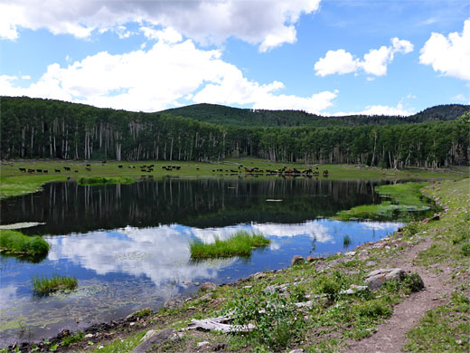 Cows at Divide Lake