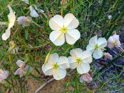 Flowers near a stream