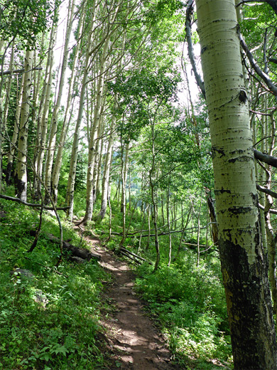 Path through aspen in the La Sals