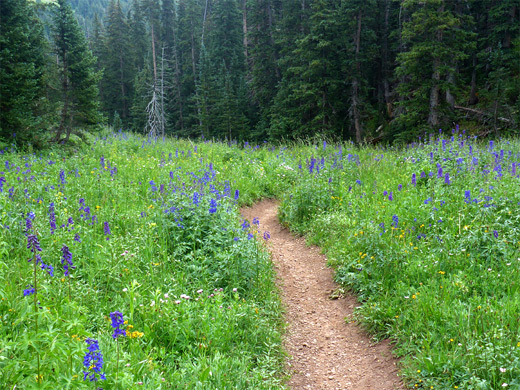 Larkspur along Manns Peak Trail