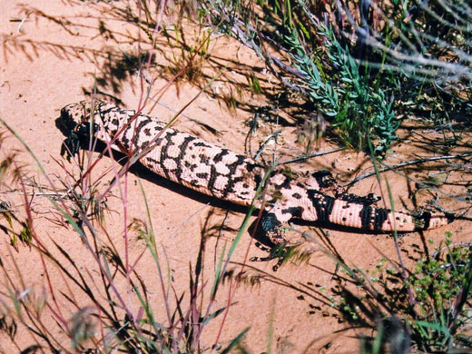 A gila monster lizard