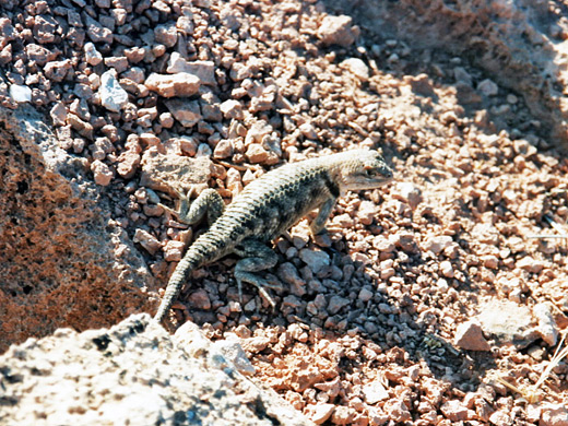 Desert spiny lizard