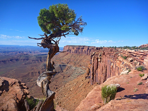 Pinyon pine along the Grand View Trail