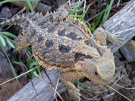 Greater short-horned lizard