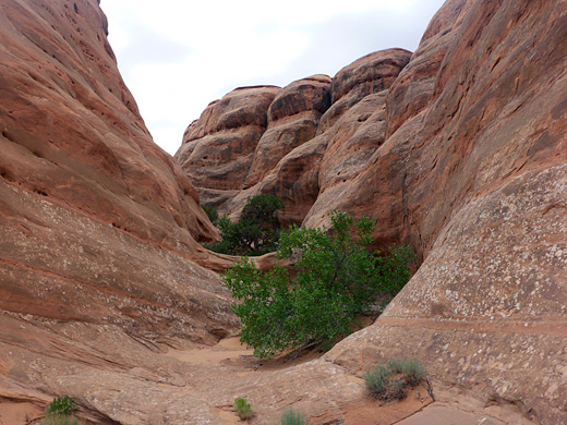 Bush in a narrowing ravine