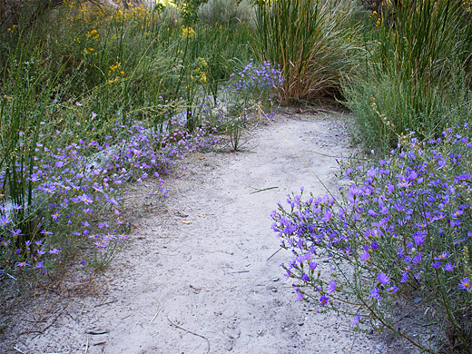 Flowers beside a trail, Hog Canyon
