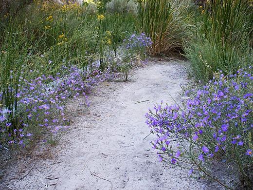 Flowers beside a trail, Hog Canyon