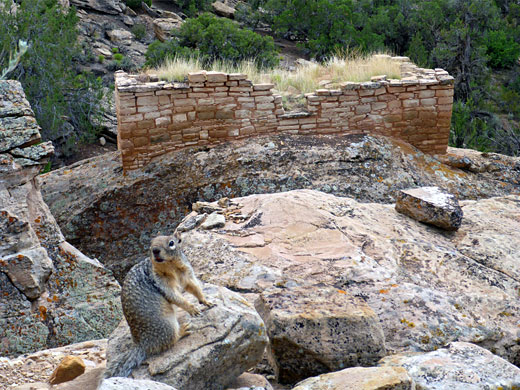 Ground squirrel, Holly Group