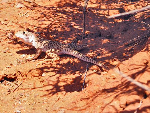 Pale leopard lizard