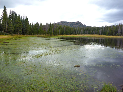 Lilly Lake