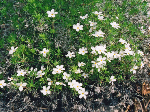 Nuttall's Linanthus