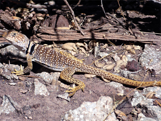 Collared lizard on Mt Hilliers in the Henry Mountains