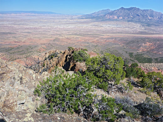 Pine trees and exposed rock